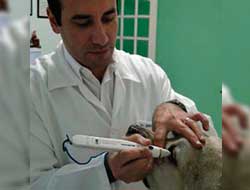 Cirurgia oftálmica veterinária