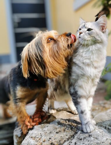 Cachorro e gato atendidos pela TotalVet
